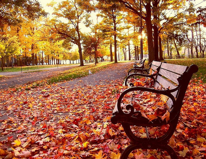 Beautiful Autumn, red, autumn, orange, yellow, bonito, carpet, seasons, leaves, nice, gold, sunsets, trail, path, forests, chair, morning, chaise, amazing, sunrises, bench, park, trees, leaf, cool, awesome, nature, HD wallpaper