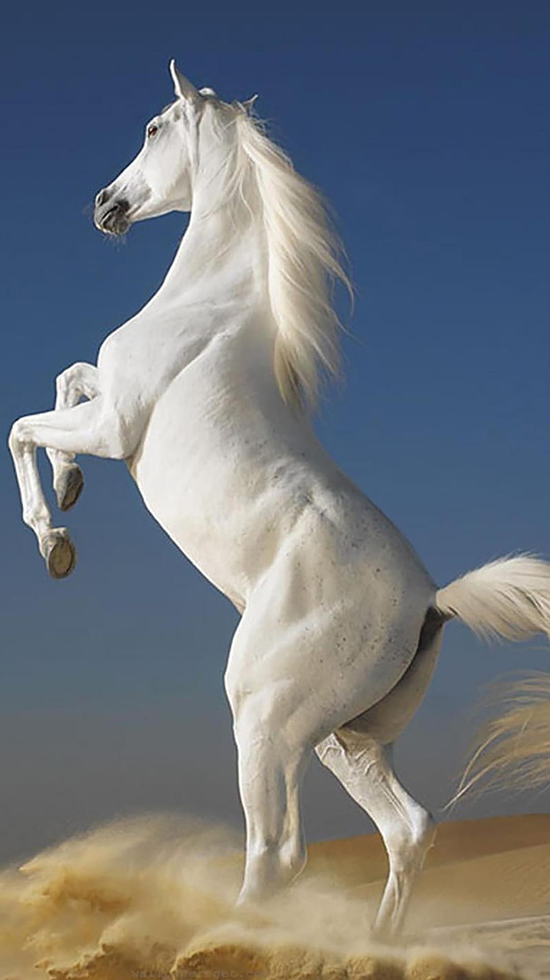 Cavallo Bianco, animal, horses, HD phone wallpaper