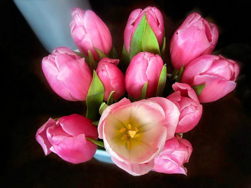 Opening, flowers, tulips, white, buds, pink, HD wallpaper