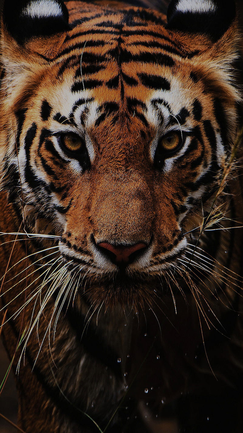 Ready to eat, big, cats tigre, HD phone wallpaper