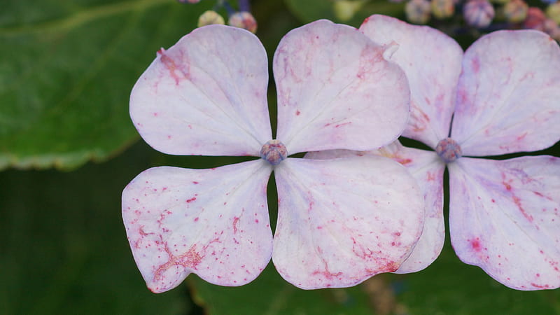 Hydrangea, Hydrangea macrophylla, flowers, Hydrangeaceae, Azisai, Flower, Purple, 3840x2160 Pink, HD wallpaper