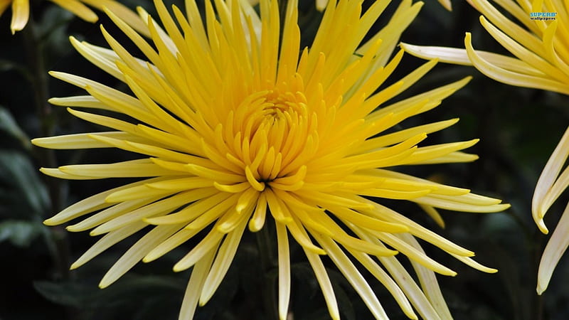 Brace The Day, flower, yellow, nature, chrysanthemum, HD wallpaper