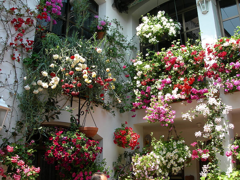 Patio de Flores, patio, flowers, bonito, fullcolours, HD wallpaper