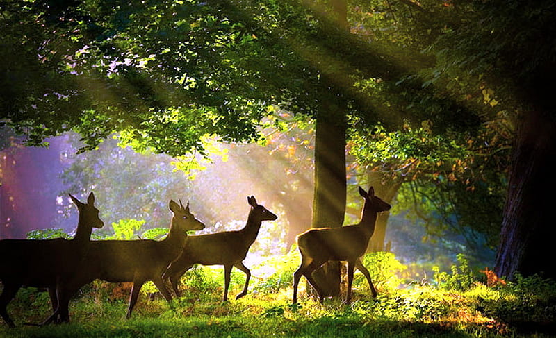 Refuge, forest, sunlight, home, sunset, trees, deer, green, rays, hideaway, animals, HD wallpaper
