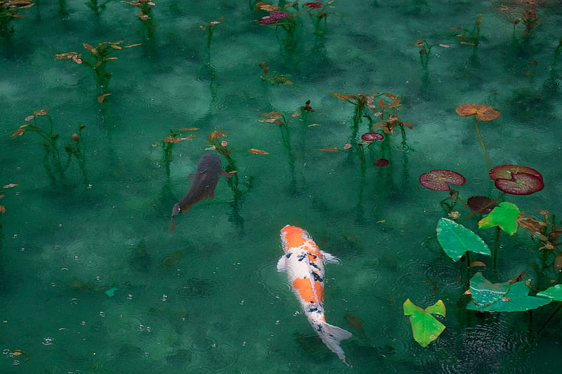 of two black, white, and orange koi fish, HD wallpaper
