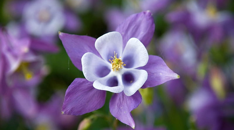 Aquilegia, flower, lilac, white, purple, HD wallpaper