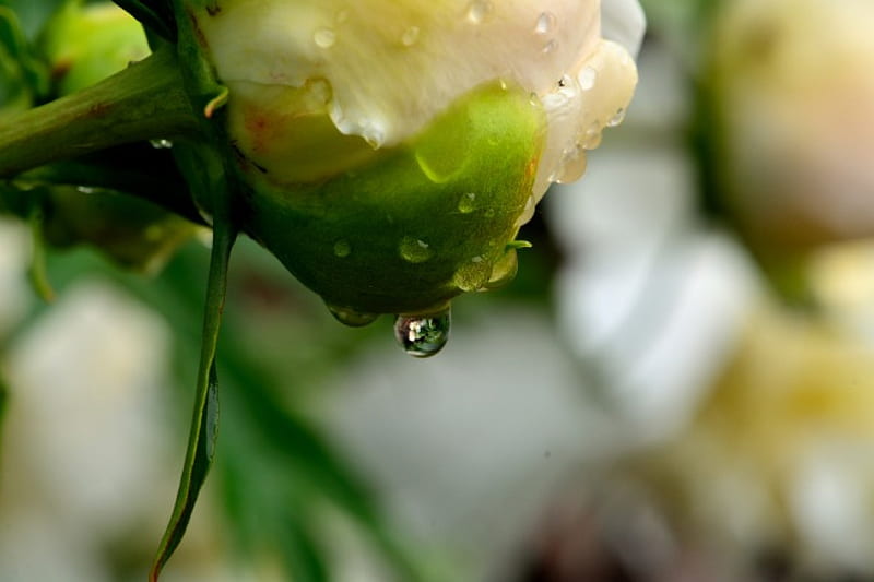 Drop Of Rain, spring rain, raindrop, water, spring flowers, spring morning, HD wallpaper