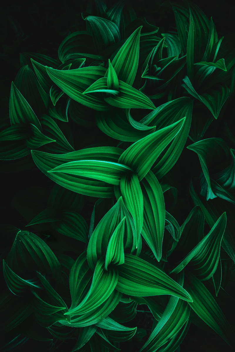 Green Plant, EarthVision, abstract, earth, leaf, nature, pattern, tree, HD phone wallpaper