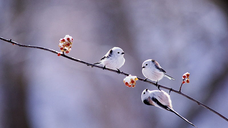 Long tailed tit, pasare, branch, winter, hokkaido, japan, bird, berry, white, blue, HD wallpaper