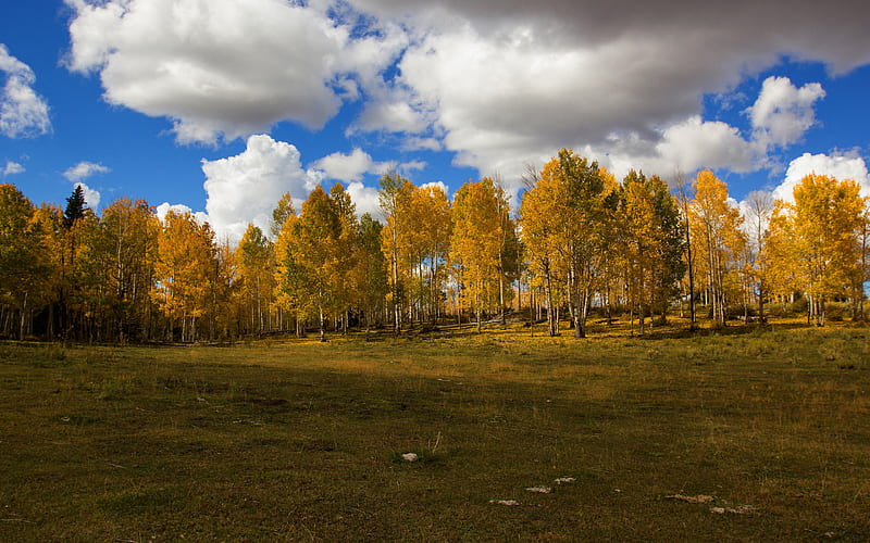 Earth, Fall, Birch, Cloud, Forest, HD wallpaper