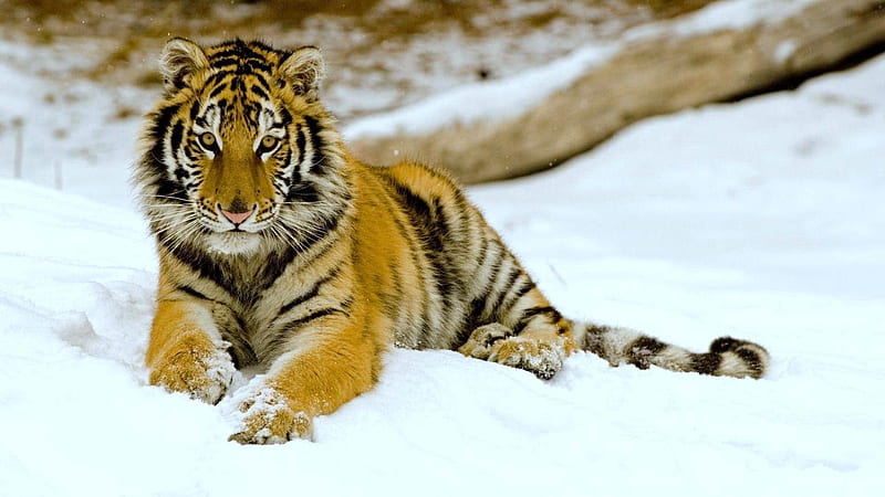 tiger, snow, down, big cat, predator, HD wallpaper