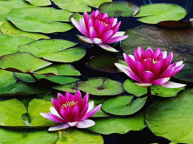 Lily Pads, lilypad, water, green, flower, lily, nature, pink, HD wallpaper