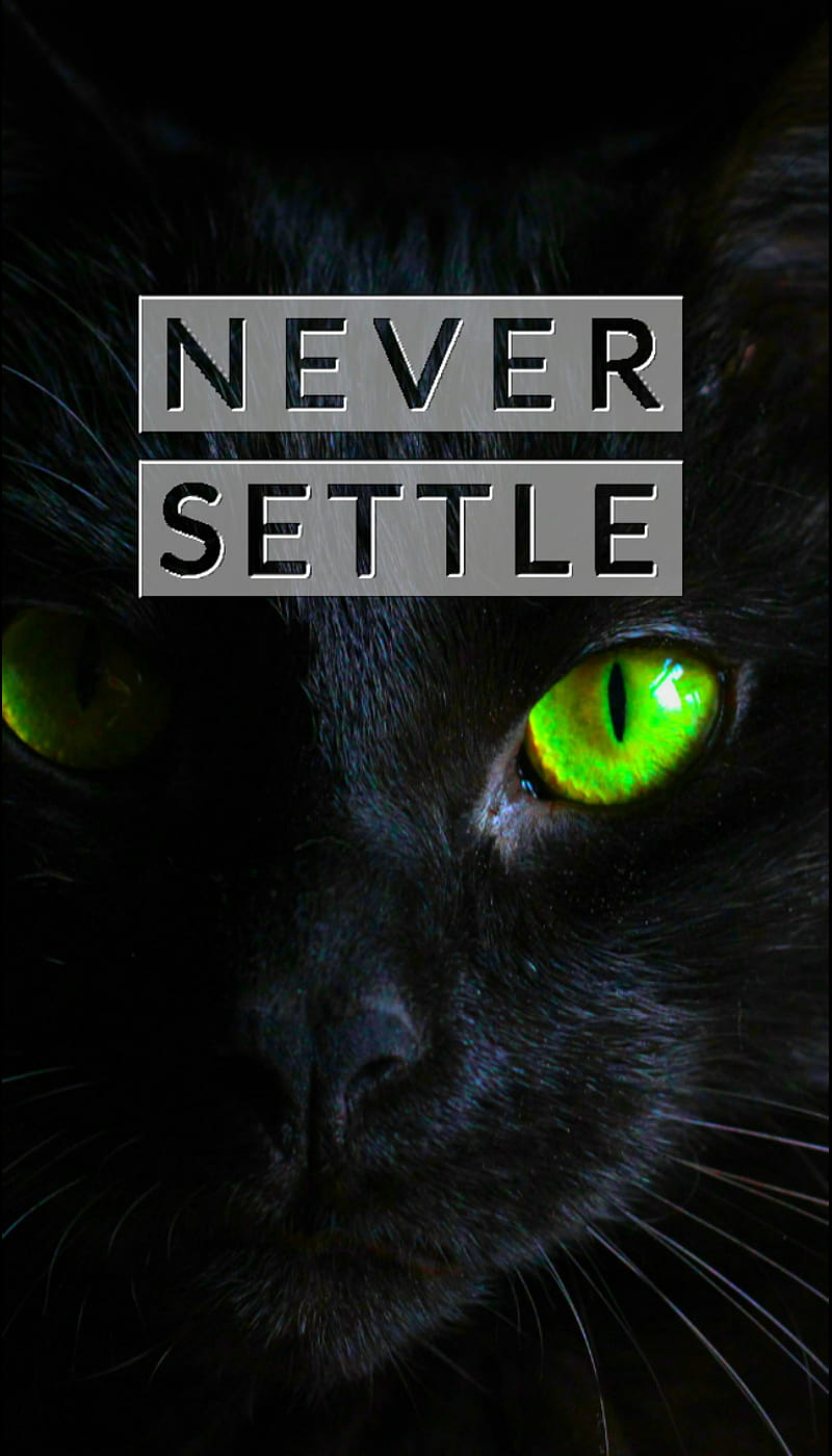 Never Settle Cat, amoled, animal, dark, dramatic, never settle, oneplus, pet, quote, sayings, HD phone wallpaper