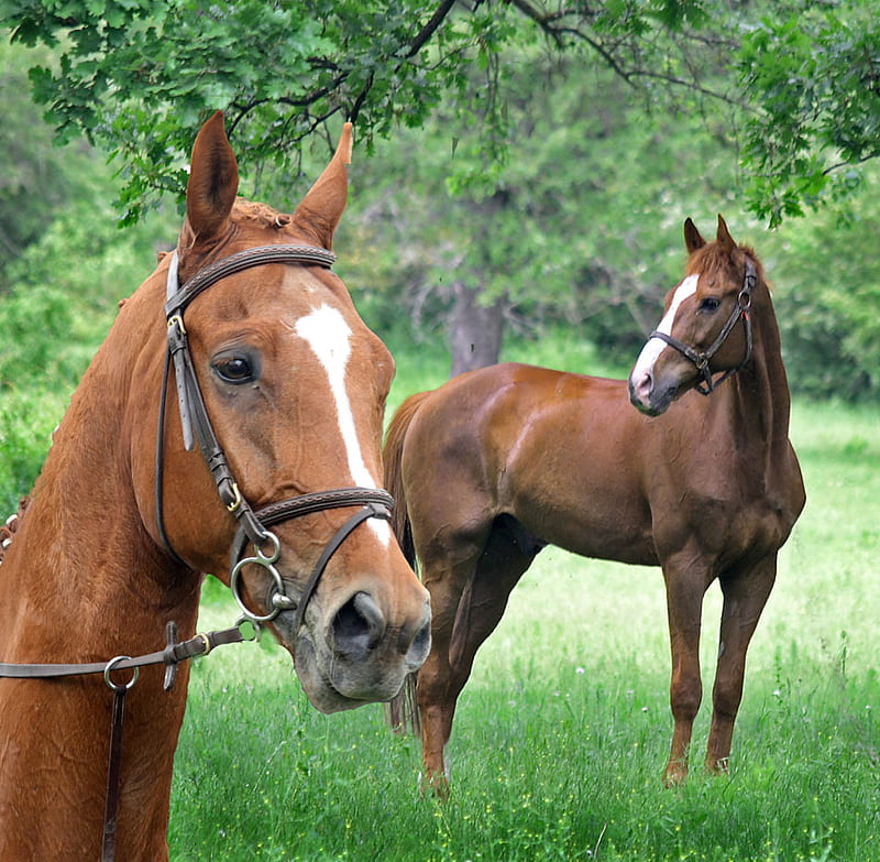 Listening, green, horses, landscape, HD wallpaper | Peakpx