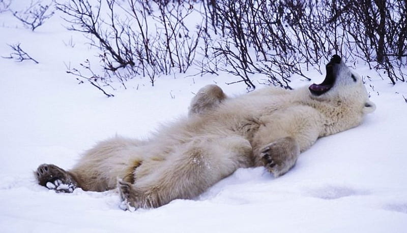 Sooo Tired !, snow, yawning, funny, polar bear, winter, HD wallpaper