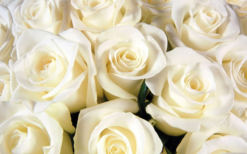 White wedding Roses., light innocense, joy, purity, glory, HD wallpaper