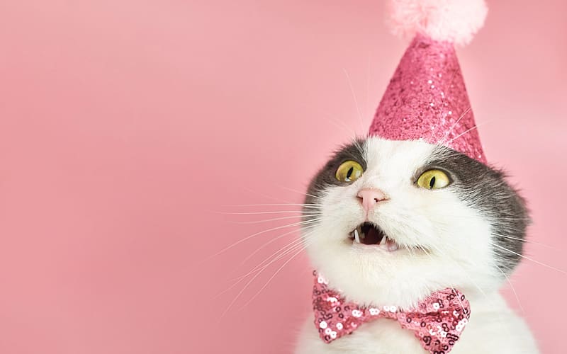 :), tie how, pink, pisici, birtay, cat, bow, hat, party, face, funny, HD wallpaper