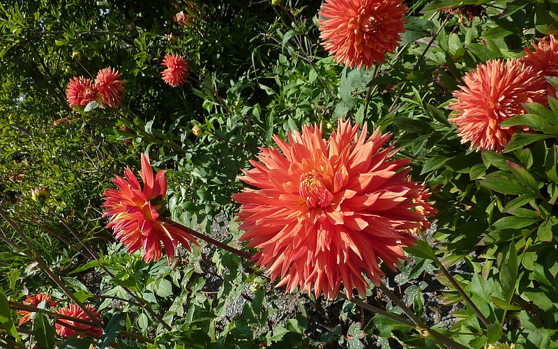 Red Dahlias, red, flowers, autumn, dahlias, HD wallpaper