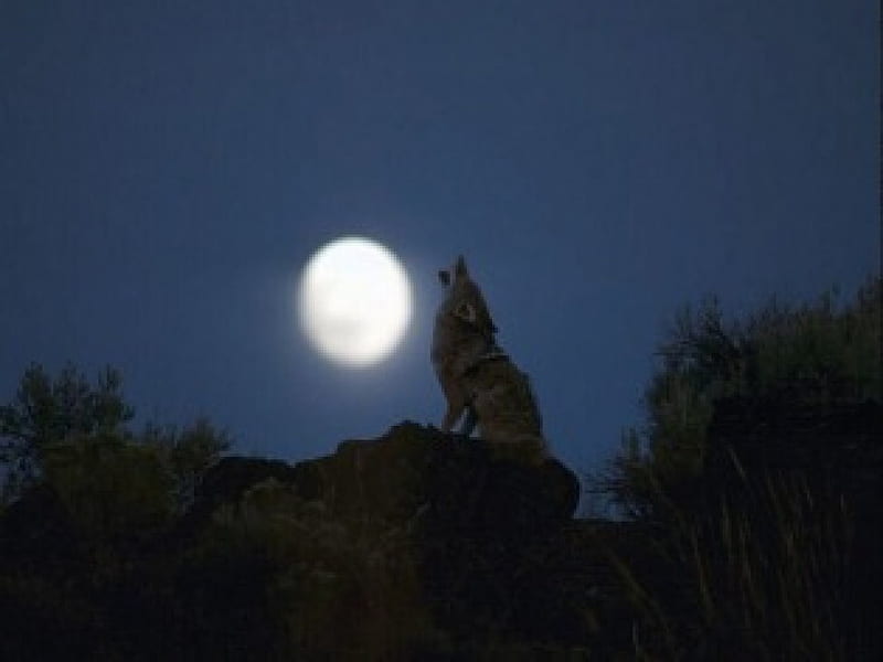 Moon lover, predator, moon, wild, wolf, animal, night, HD wallpaper