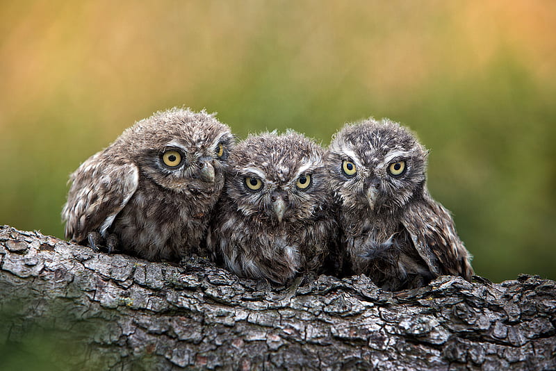 Birds, Owl, Bird, Owlet, Baby Animal, Wildlife, HD wallpaper | Peakpx