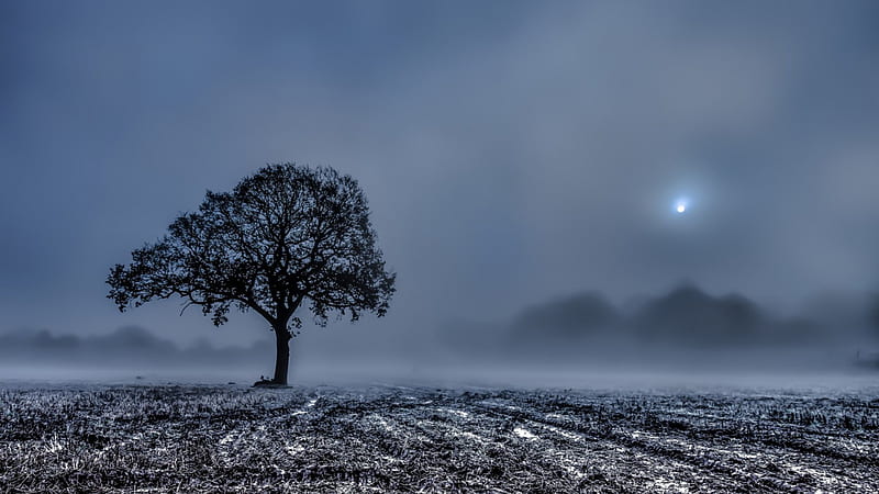 tree in a foggy winter field, tree, stubbles, field, fog, winter, HD wallpaper