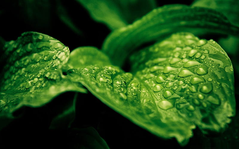 rainforest drops-2012 Natural plant Featured, HD wallpaper