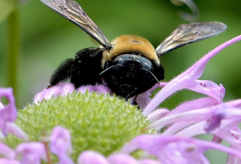 Macro Bee, macro insect, honeybee, bee on flower, bee pollinating flower, carpenter bee, HD wallpaper