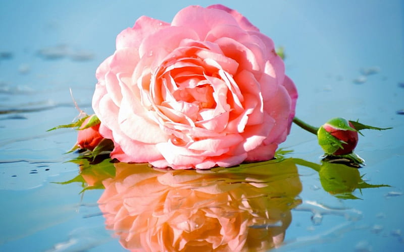 Pink rose reflection, pink rose, still life, flowers, reflection, HD ...