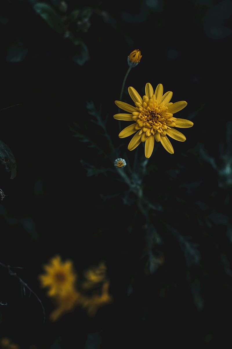flower, yellow, macro, blur, HD phone wallpaper
