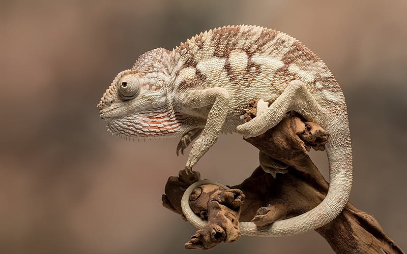Chameleon, lizard, reptile, white chameleon, HD wallpaper