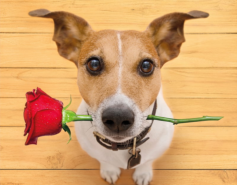For you!, red, rose, flower, caine, day, valentine, mother, dog, HD wallpaper