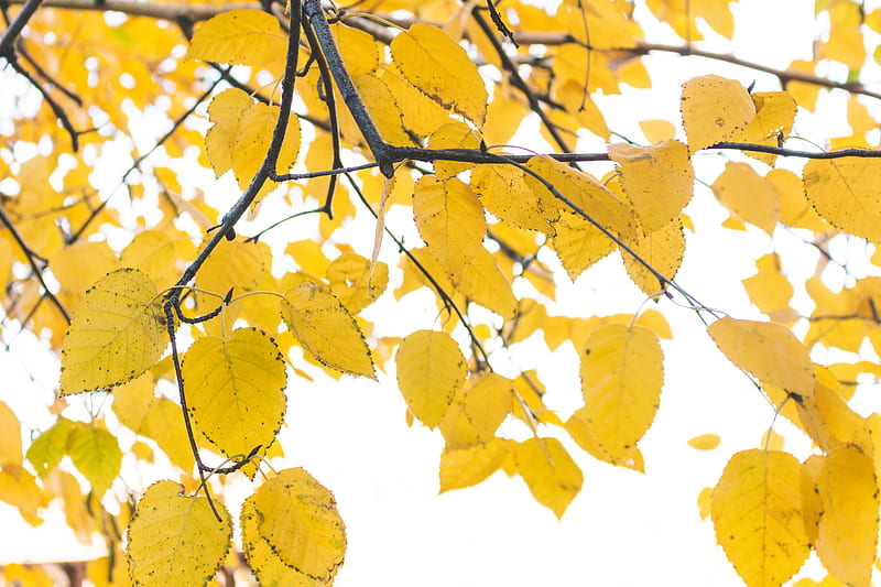 yellow leafy tree, HD wallpaper