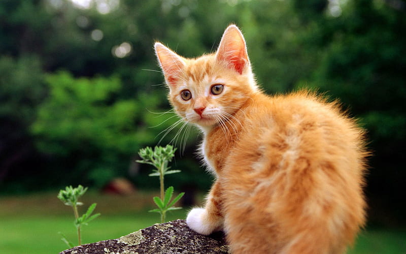 kitten, look, grass, striped, HD wallpaper