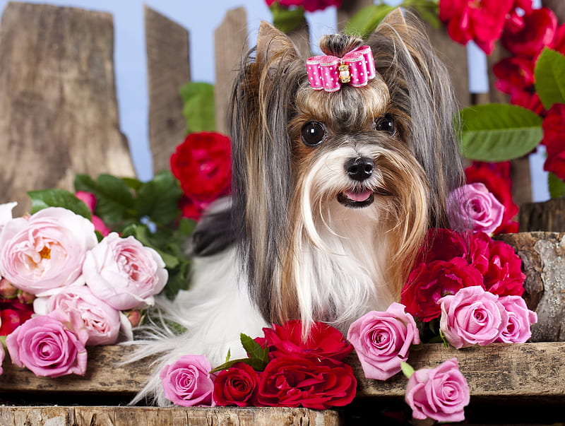 Beaver york terrier, fence, lovely, scent, bonito, yorkshire, roses, fragrance, sweet, cute, terrier, flowers, adorble, puppy, dog, HD wallpaper