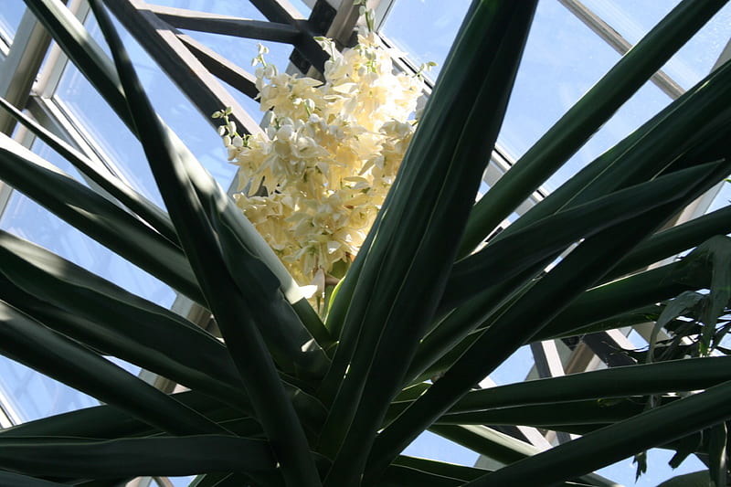 Flores blancas en un cactus, grafía, verde, flores, blanco, cactus, Fondo  de pantalla HD | Peakpx