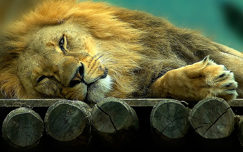 No Worries, chillin, male, abstract, lion, relaxed, feline, graphy, care, HD wallpaper