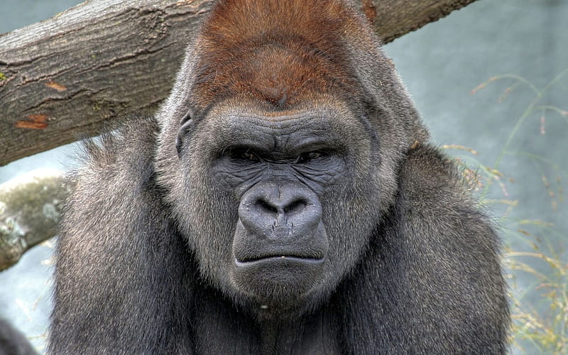 wild animals, gorilla, a serious look directly into the, HD wallpaper