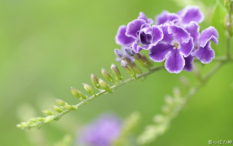 Purple Duranta Erecta-Duranta Flower, HD wallpaper