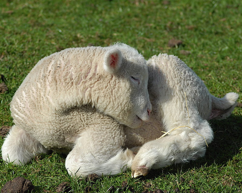 Baby In The Sunshine, lamb, sheep, sunshine, baby, HD wallpaper