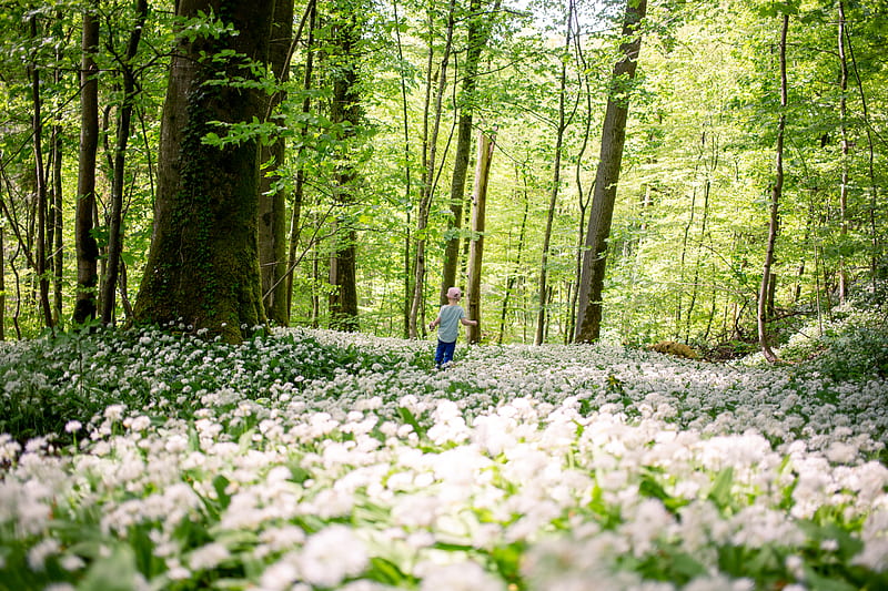 woman in blue long sleeve shirt walking on forest during daytime, HD wallpaper