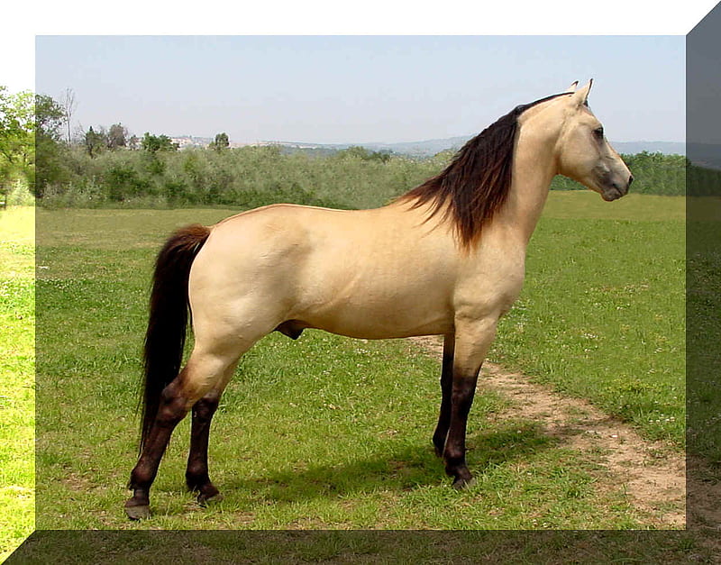 Morgan Stallion, stallions, buckskin, morgan, american horse, animals, horses, HD wallpaper