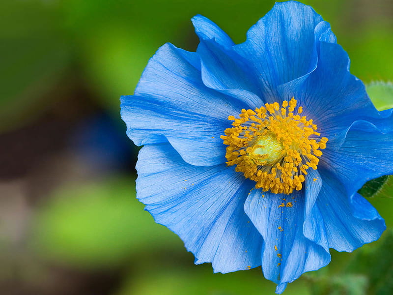 Blue poppy, poppy, flower, blue, plant, HD wallpaper