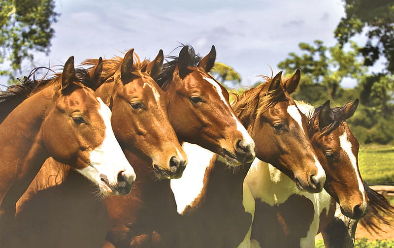 5 Horse Lineup, graphy, wide screen, equine, bonito, horse, animal, HD wallpaper