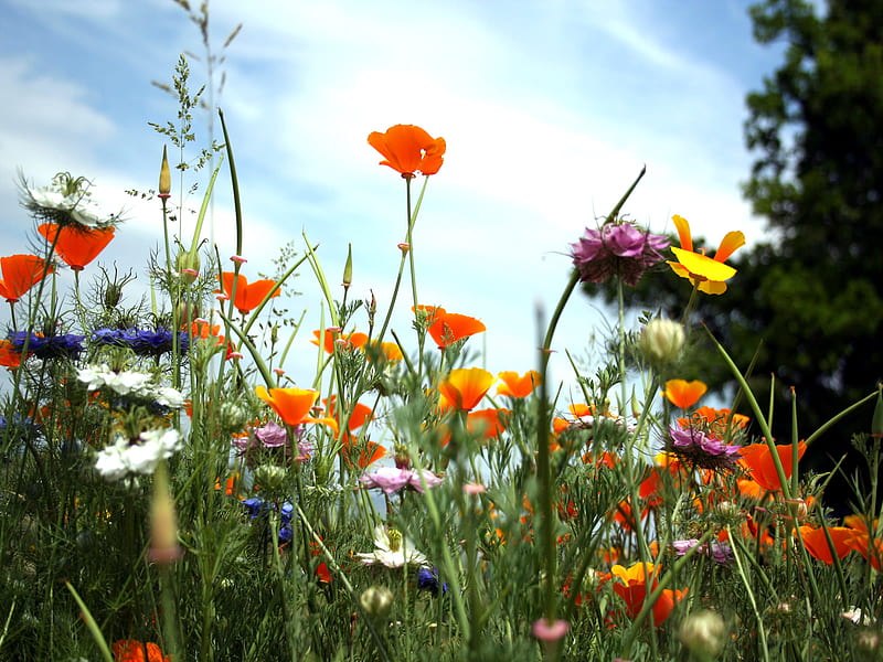 meadow, multi-coloured, orange, flowers, nature, field, blue, HD wallpaper