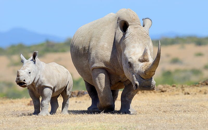 rhinoceroses, Africa, wildlife, dangerous animals, small rhinoceros, desert, HD wallpaper