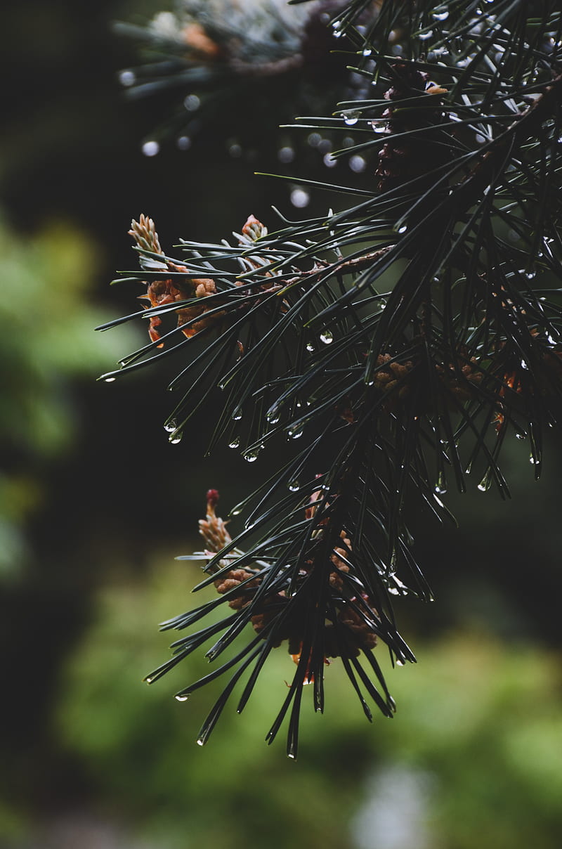 spruce, branch, needles, drops, water, HD phone wallpaper