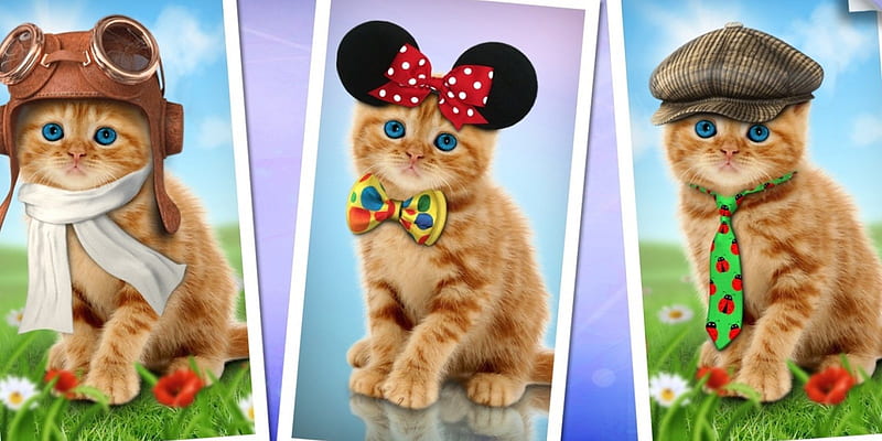 Kittens orange, ginger, glasses, tie, bow, fantays, animal, hat, cute, green, funny, kitten, pisica, HD wallpaper
