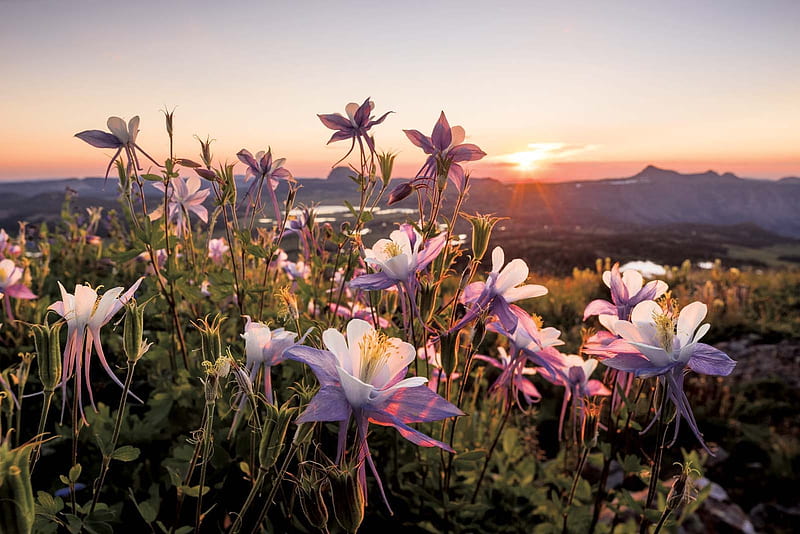 Columbine near Little Trappers Lake, Colorado, blossoms, spring, mountains, landscape, sunset, HD wallpaper