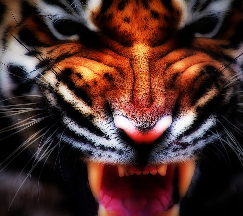 Angry Tiger, fractal, teeth, HD wallpaper