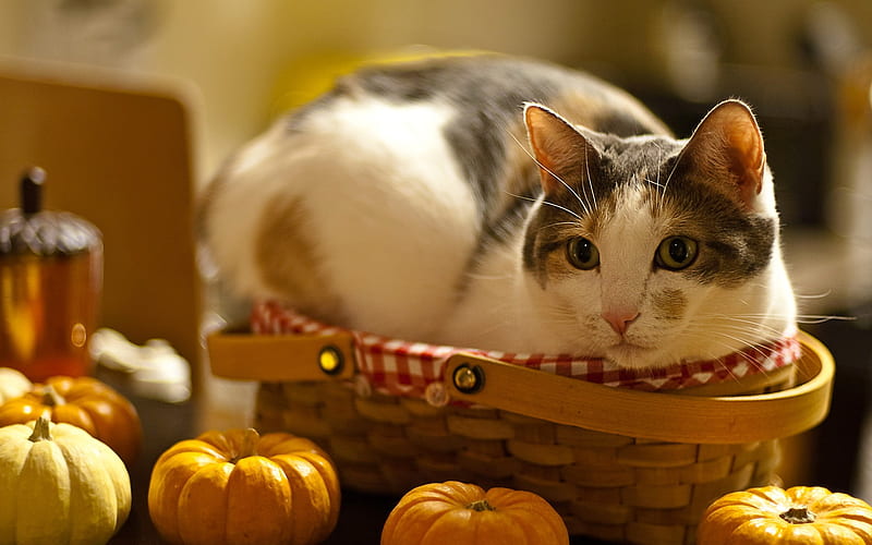 Crowded in a small basket of cat, HD wallpaper